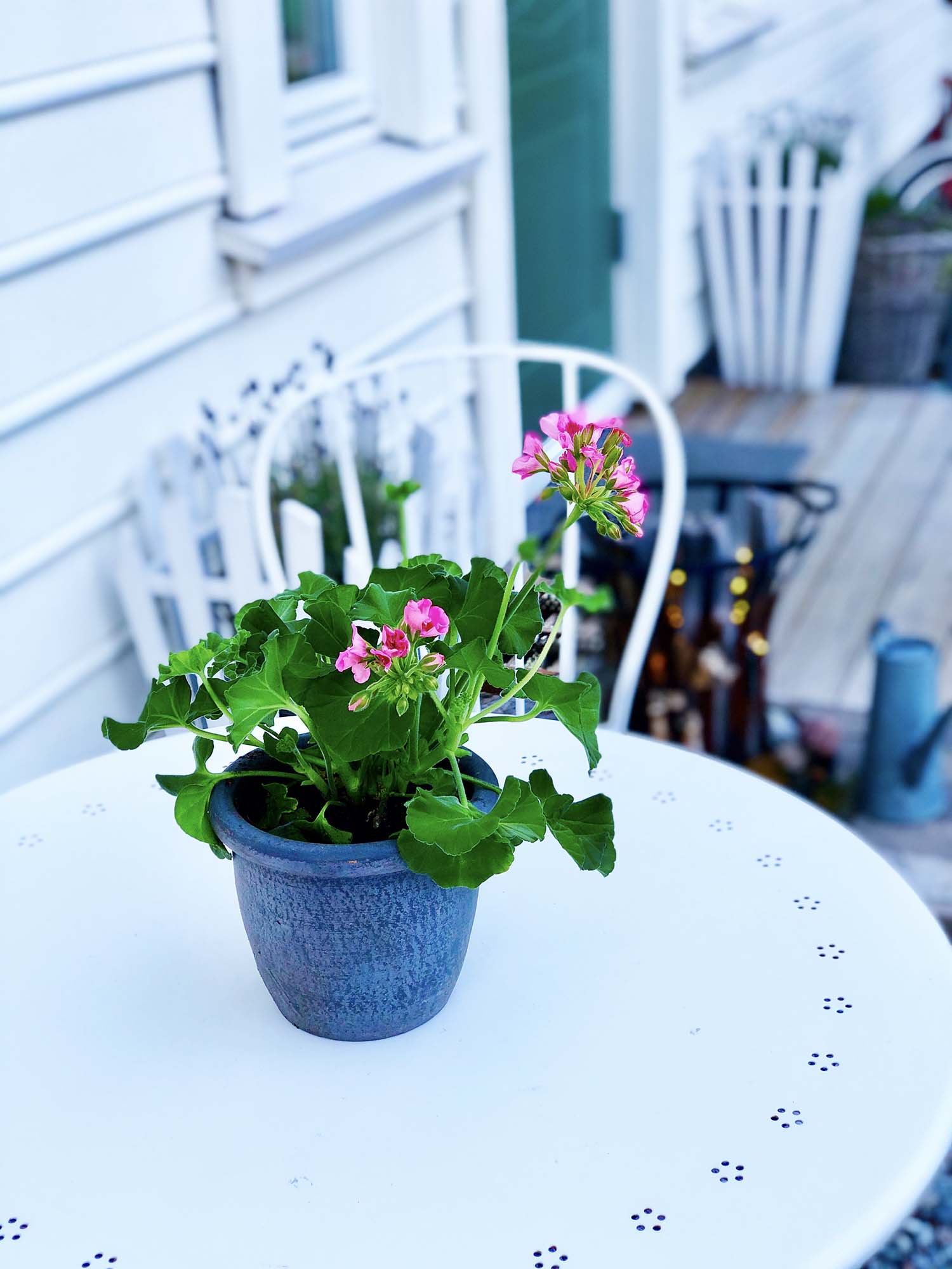 Pelargoner