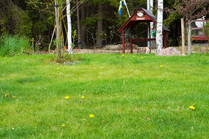 Trädgården maskrosor