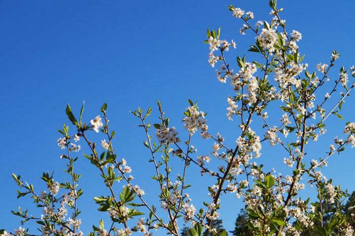 Körsbärsträd i trädgården