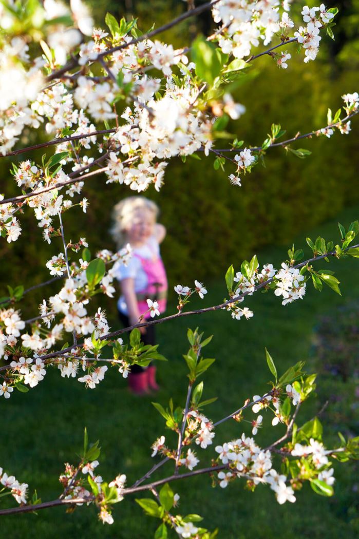 Körsbärsträd i trädgården