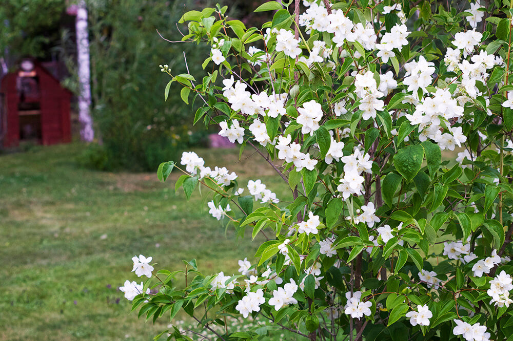 jasminebuske i trädgården