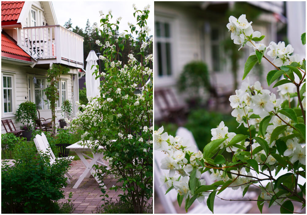 jasminebuske i trädgården