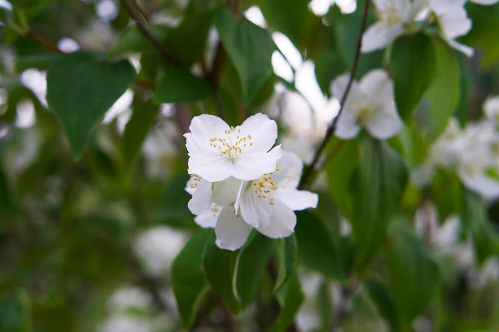 jasminebuske i trädgården
