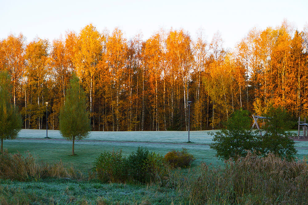 promenad en vacker och frostig höstmorgon