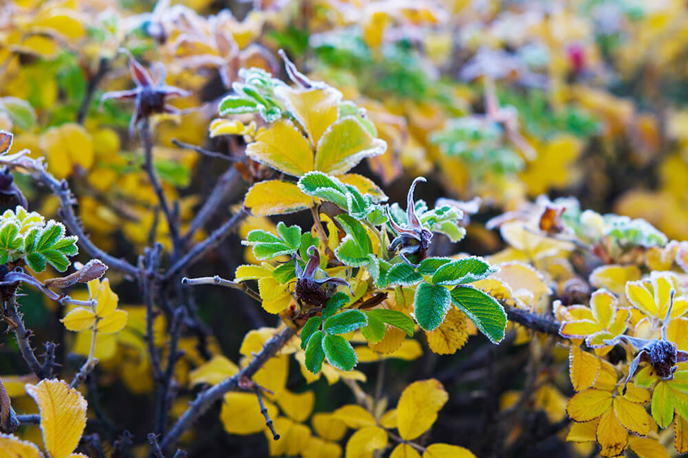 promenad en vacker och frostig höstmorgon