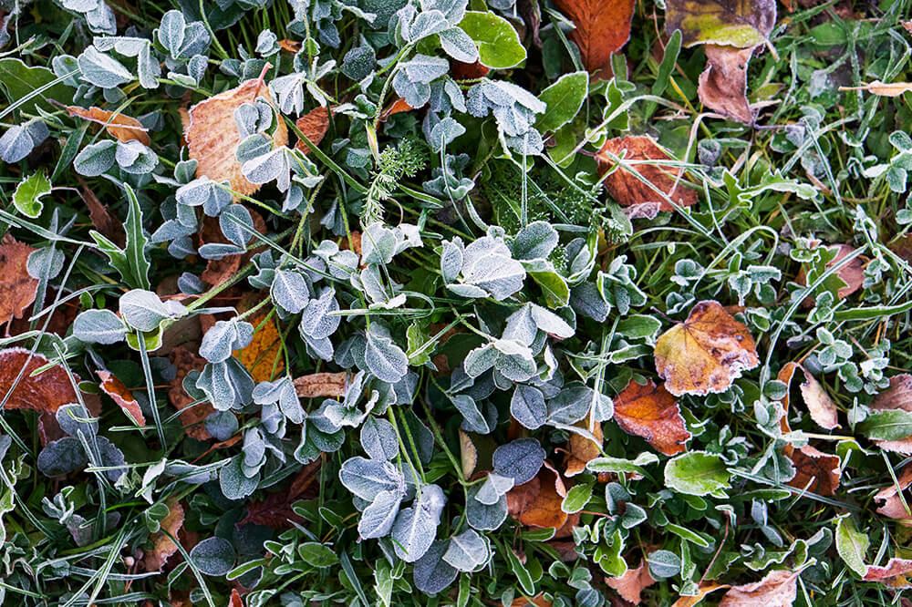 promenad en vacker och frostig höstmorgon