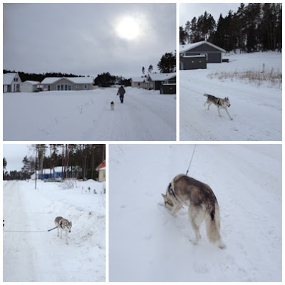 hundpromenad-collage - Hundpromenader