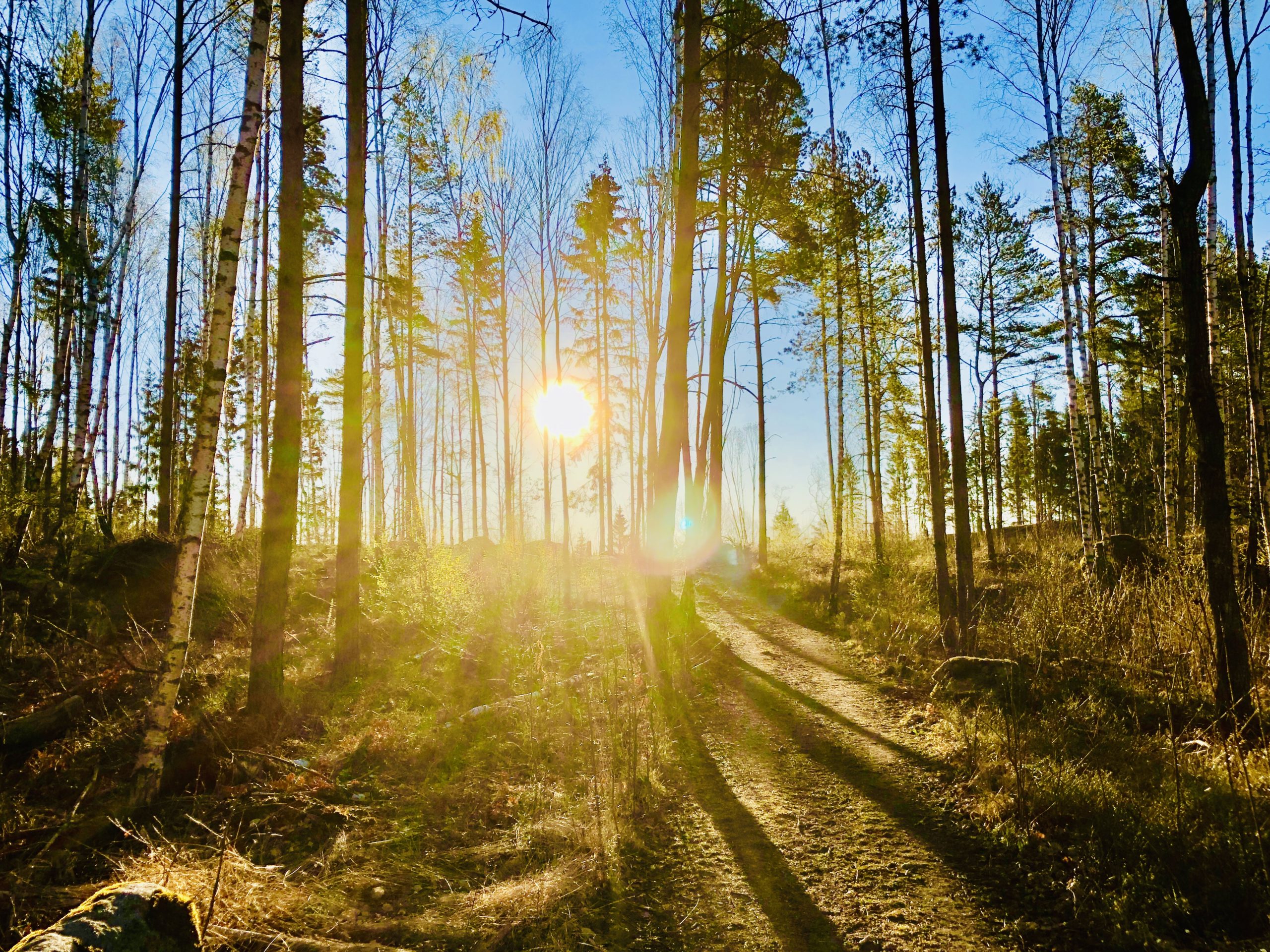 Morgonpromenad i skogen och promenadmöten
