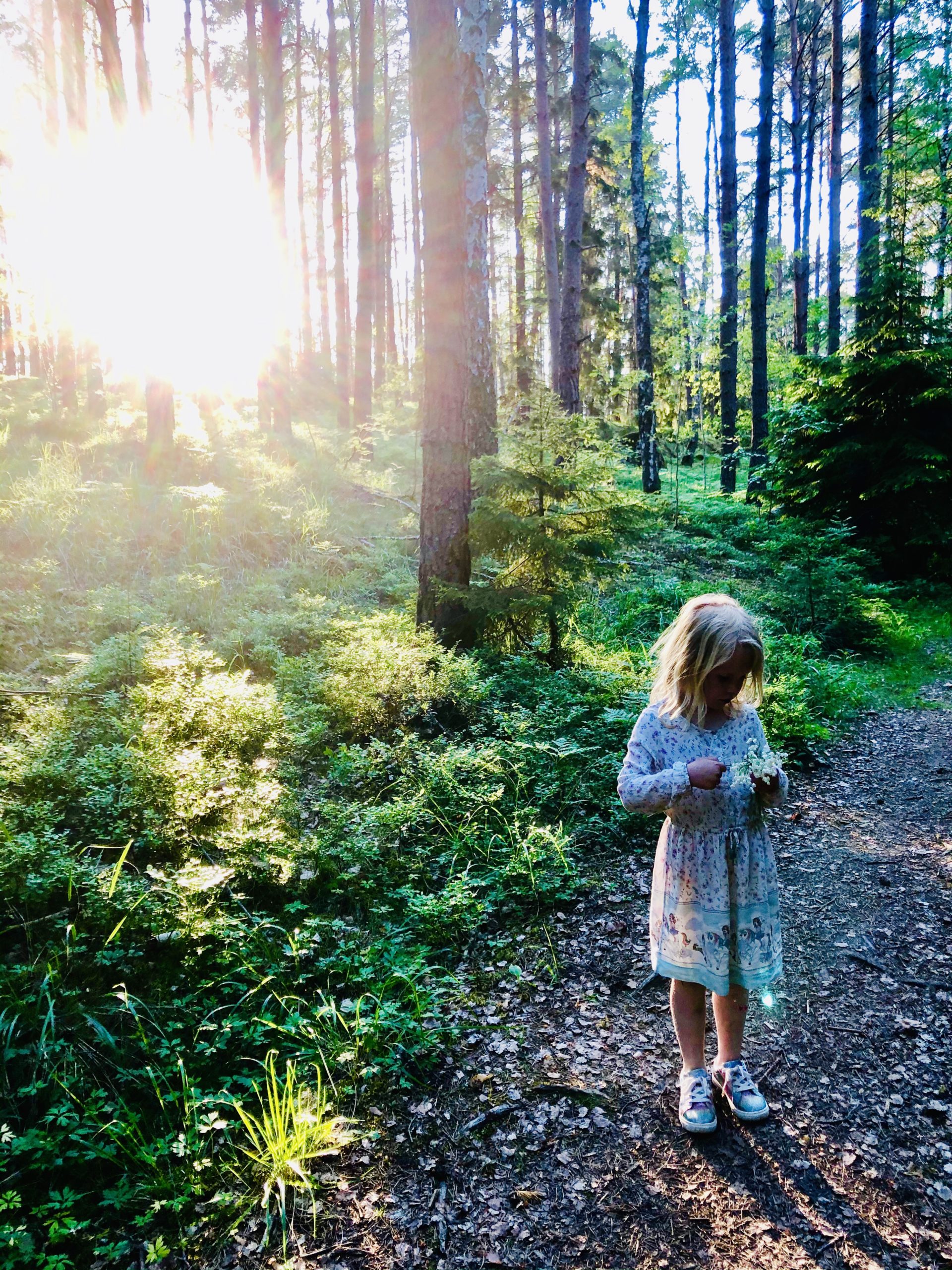 Liljekonvaljplock i skogen