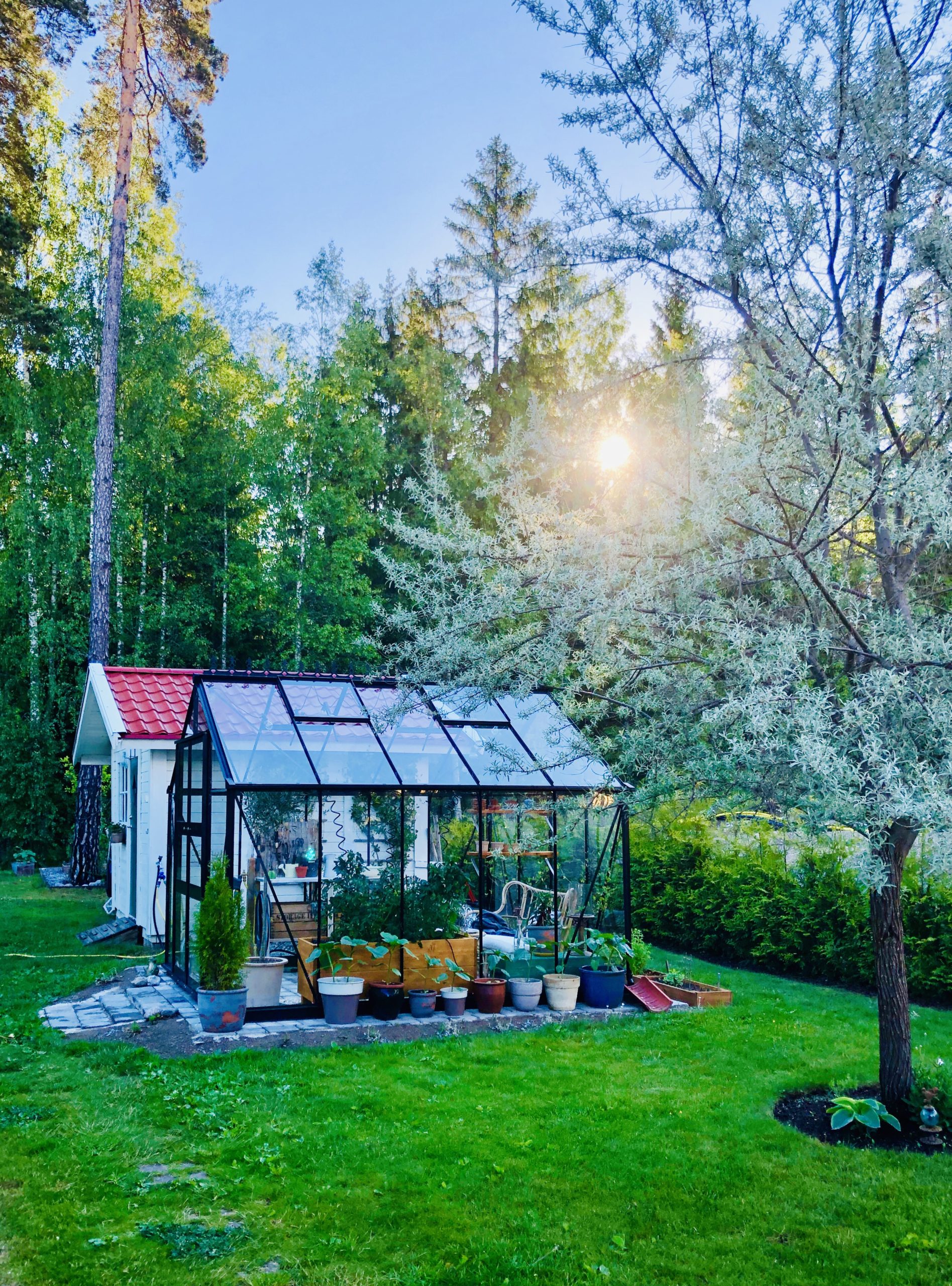 Växthuset i morgonsol