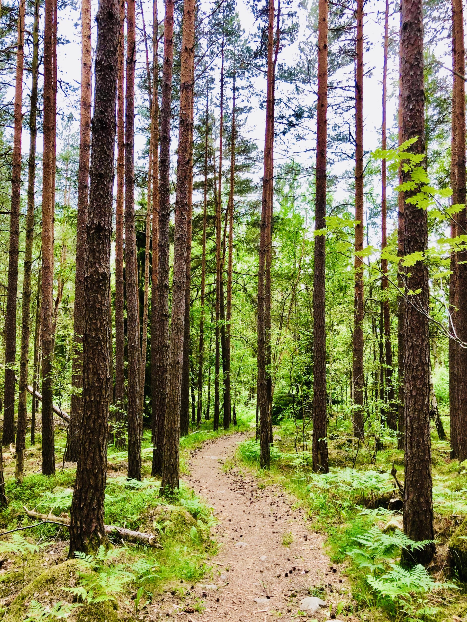 img_2989-scaled-1 - Midsommarveckan och Veckans Bästa ♥