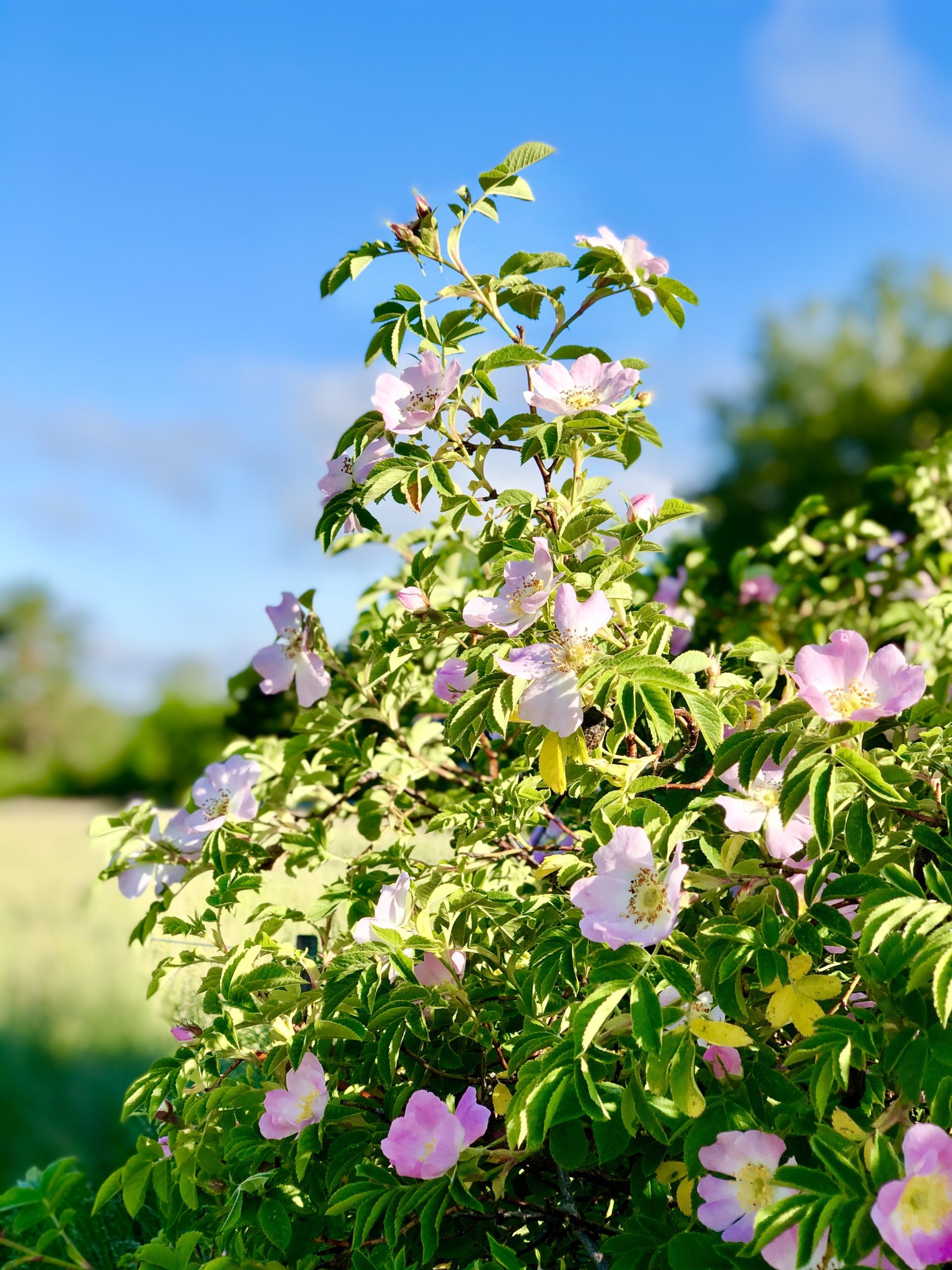 img_3082-scaled-1 - Midsommarveckan och Veckans Bästa ♥