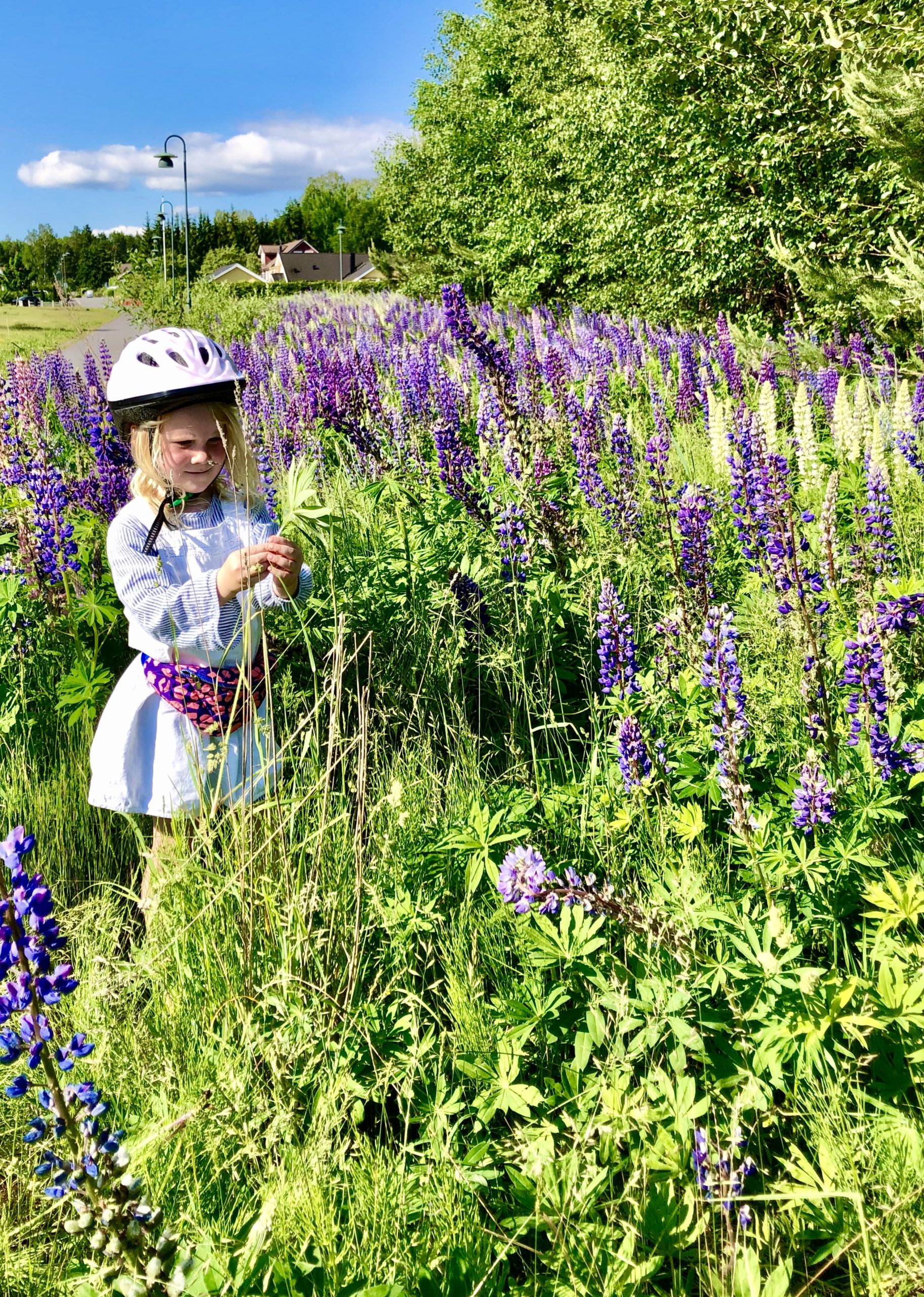 Midsommarblommor lupiner