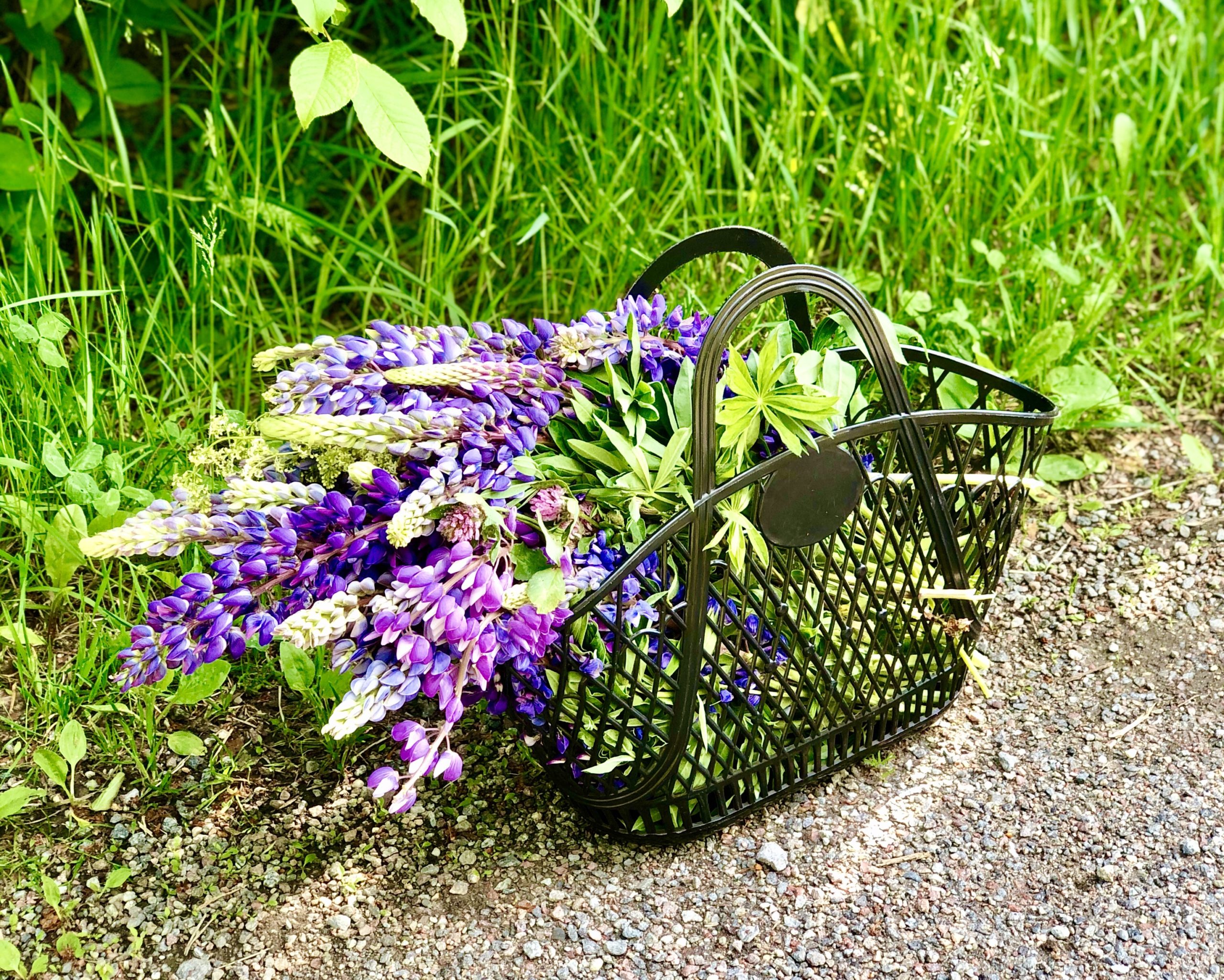 Midsommarblommor lupiner
