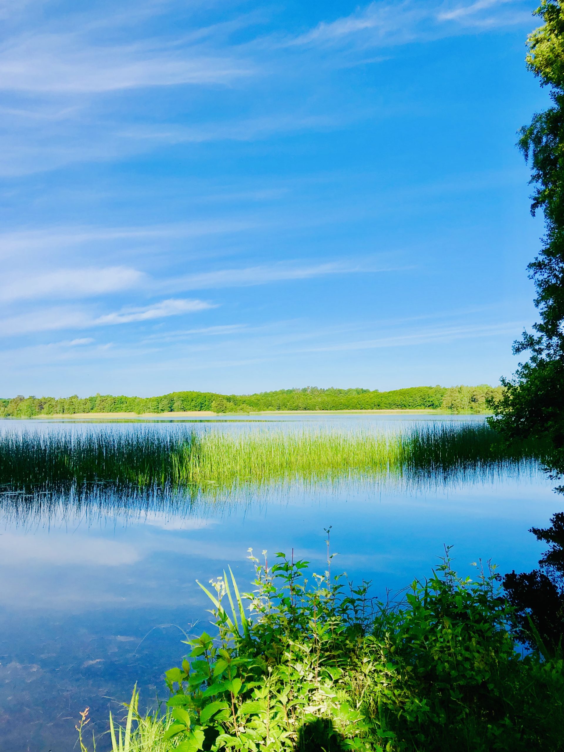 Vacker morgon vid sjön