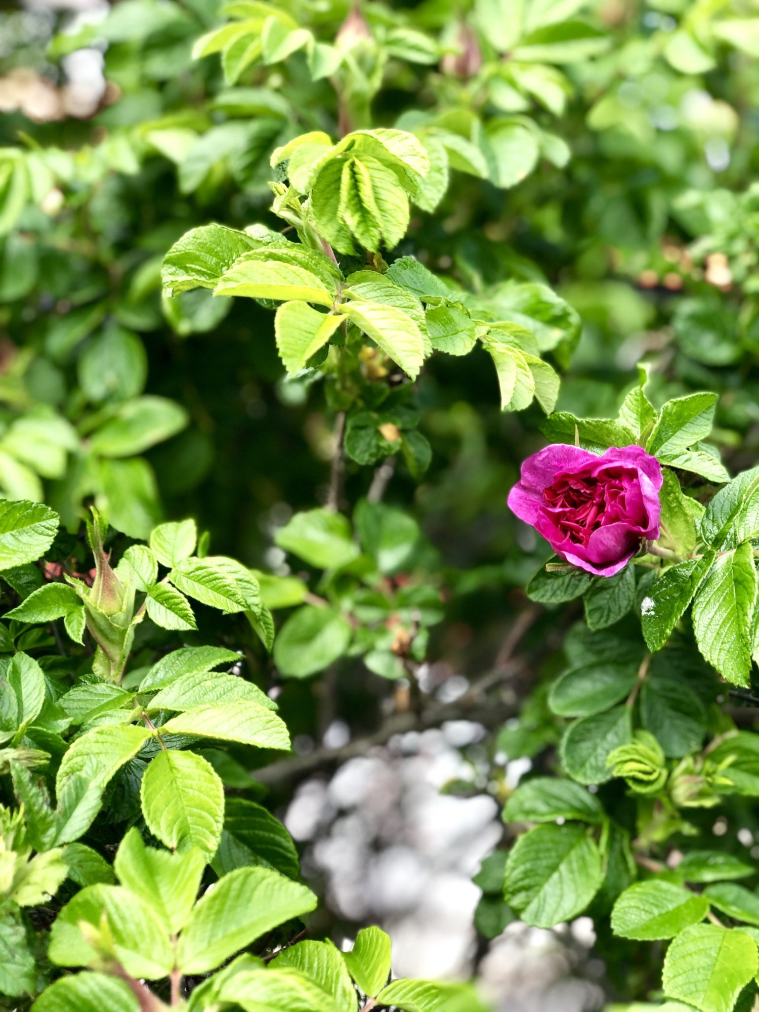 img_5480 - Veckans bästa ♥