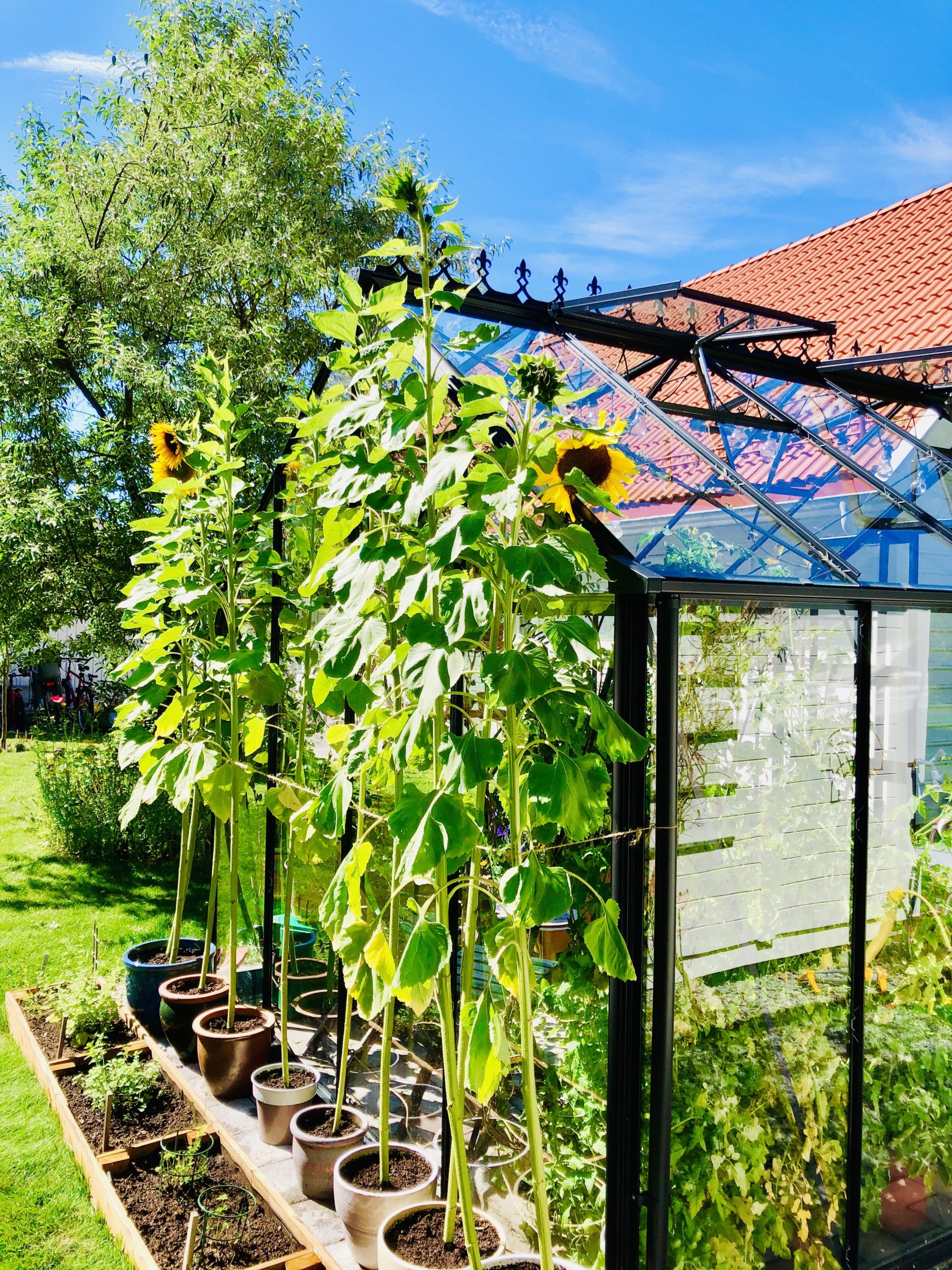 Solrosor