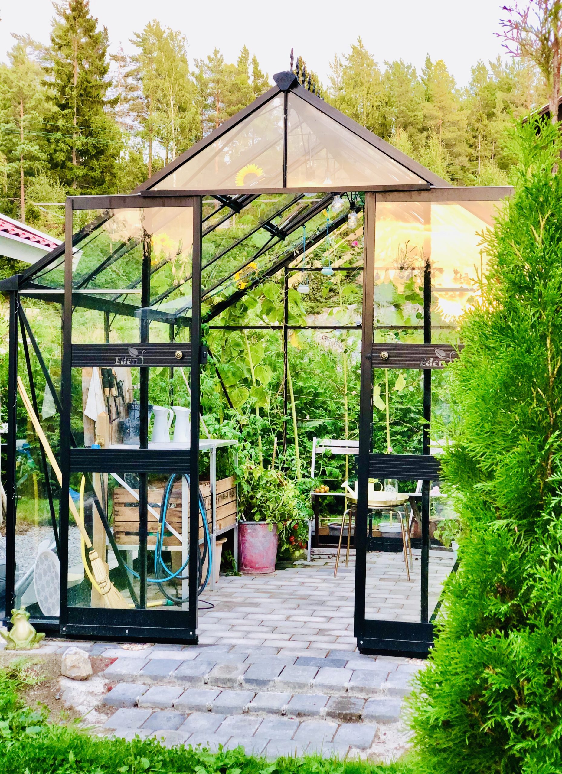 Växthuset i kvällssolen