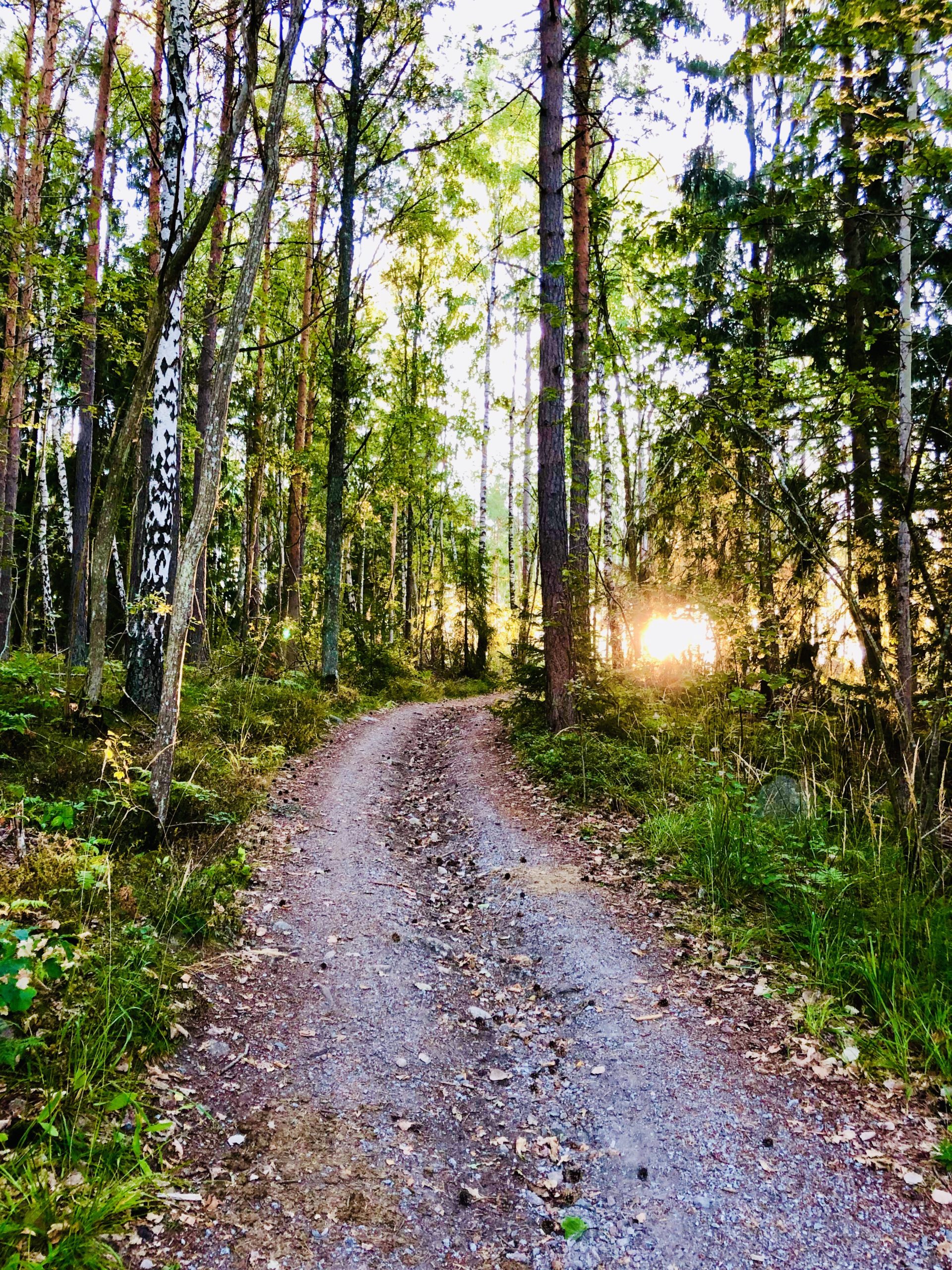 Morgonpromenad i augusti