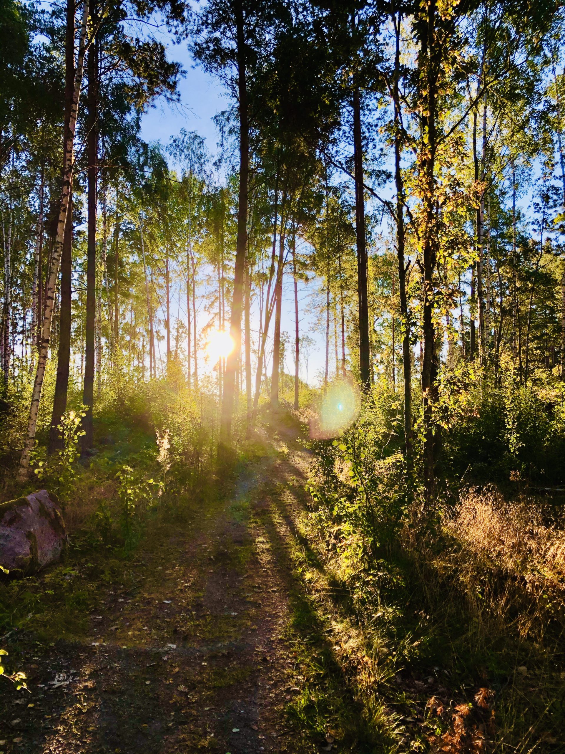 Morgonpromenad i augusti