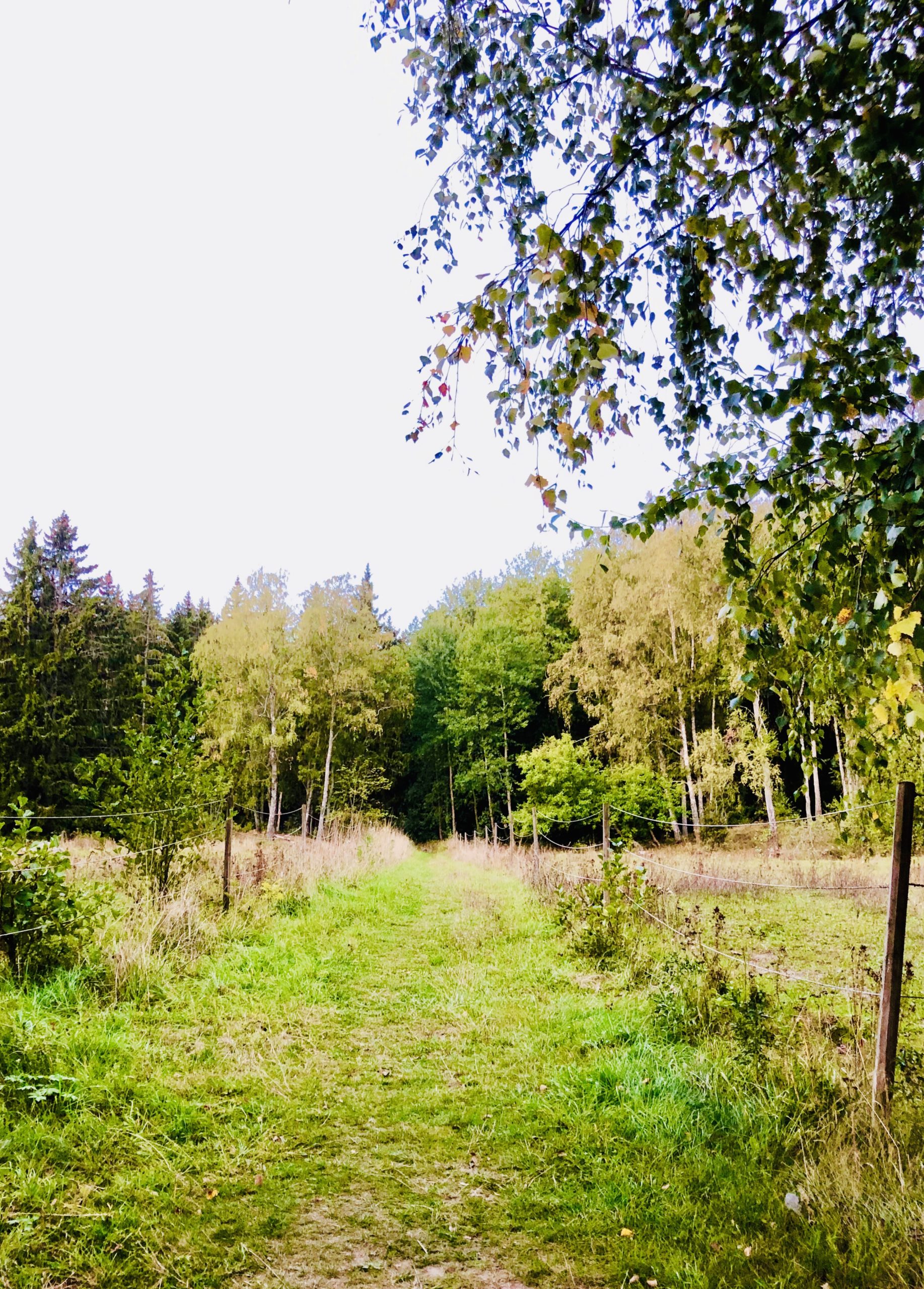 födelsedagsspring