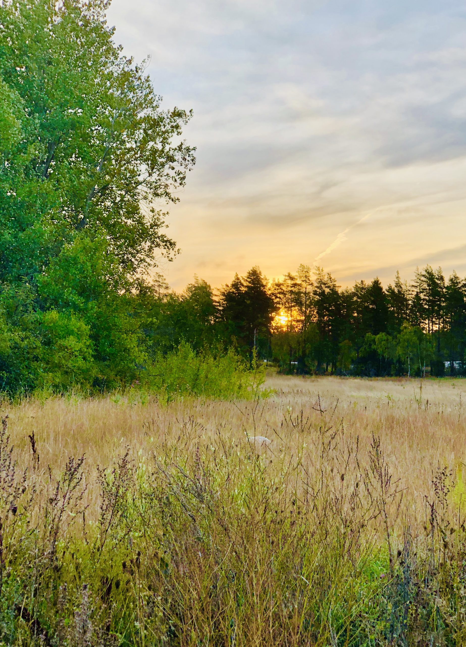 födelsedagsspring