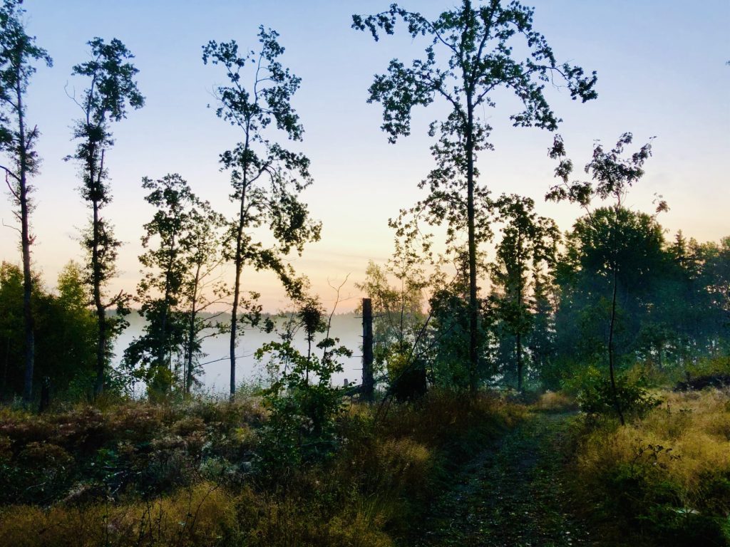 Meditativ löpning i skogen