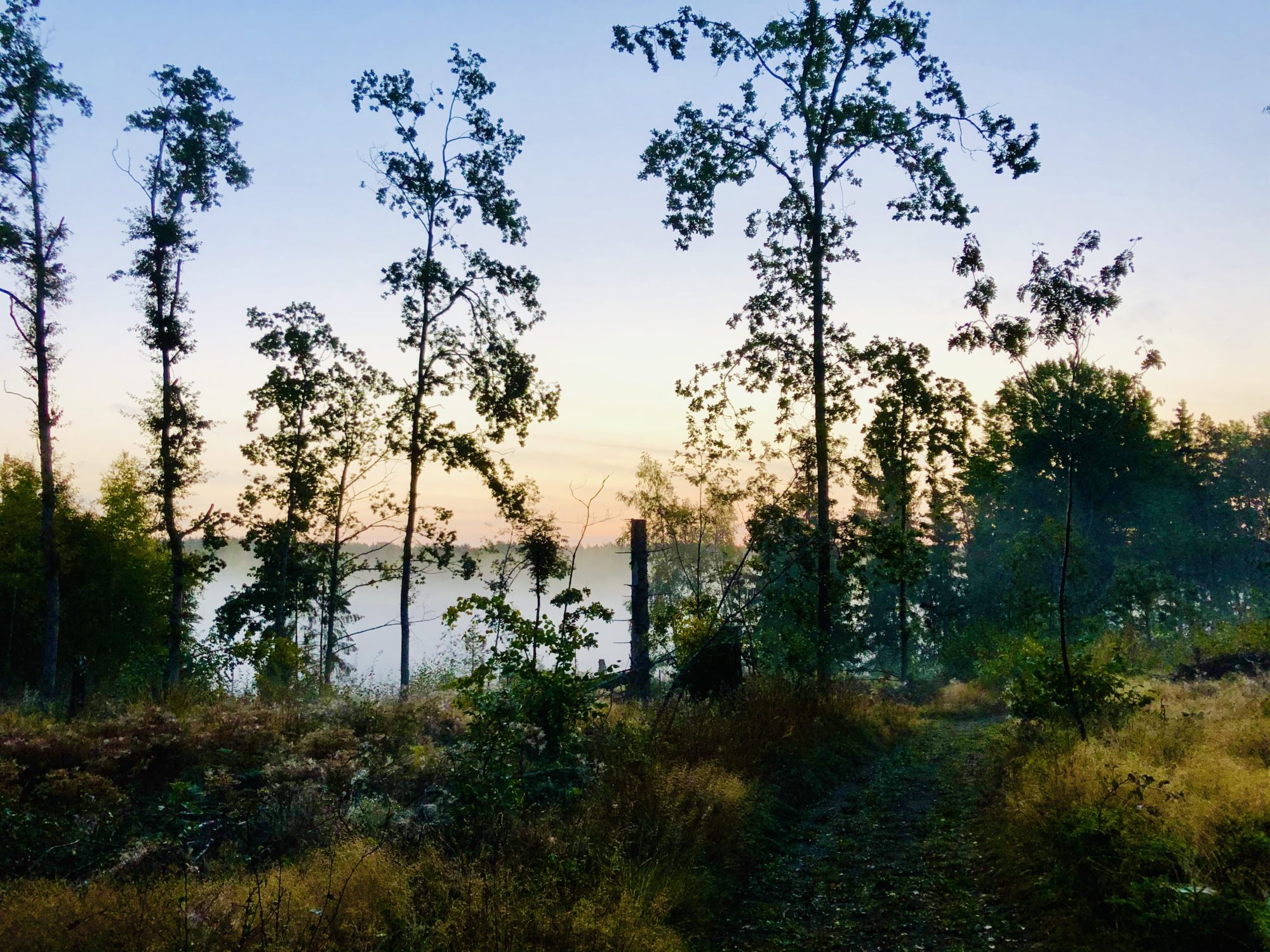 Meditativ löpning i skogen