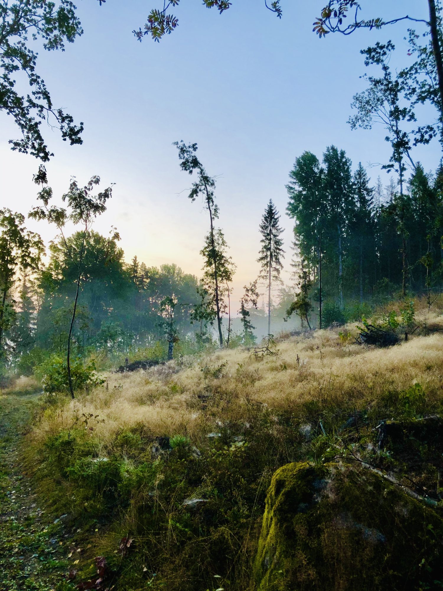Meditativ löpning i skogen