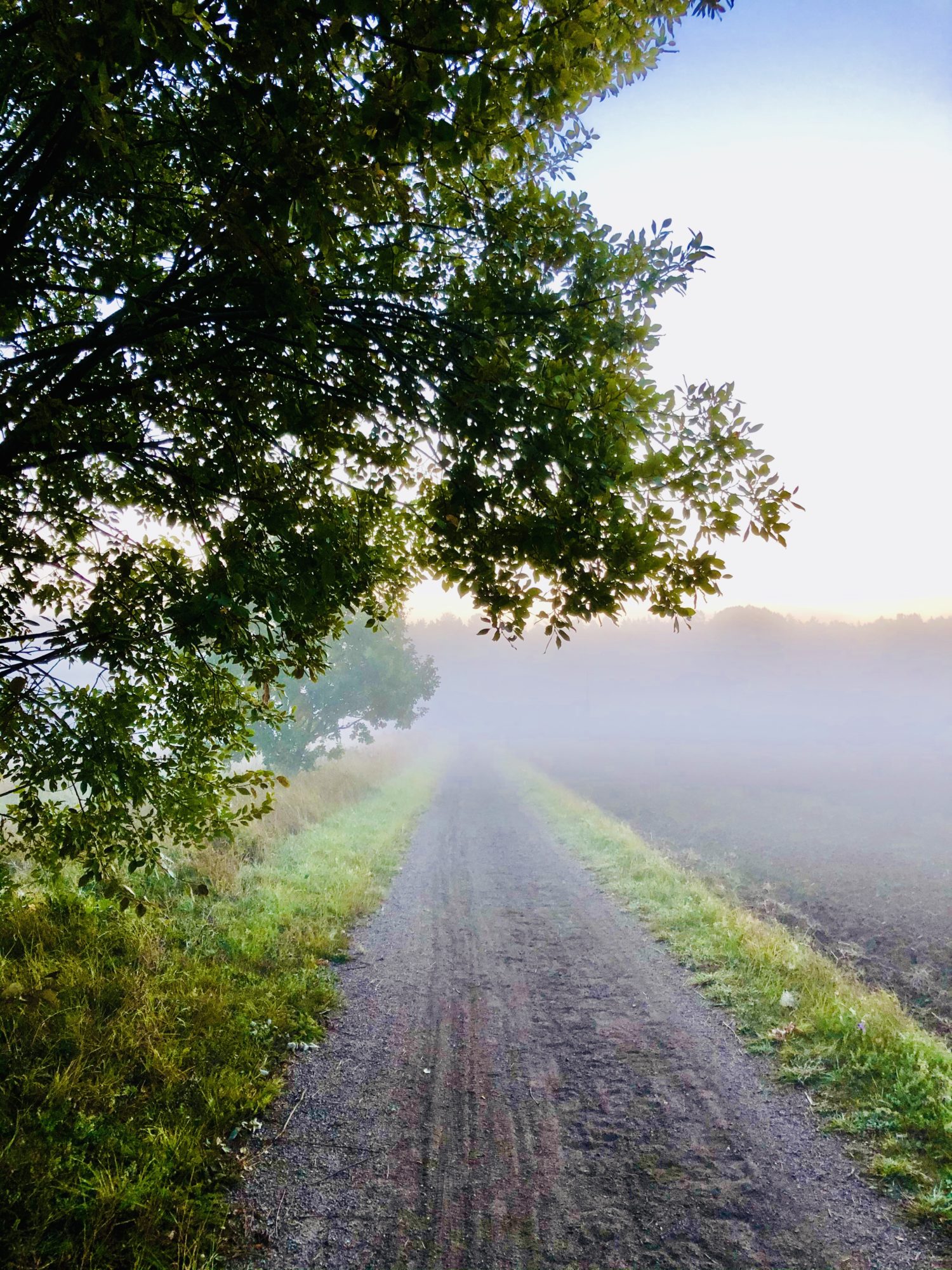 Meditativ löpning i skogen