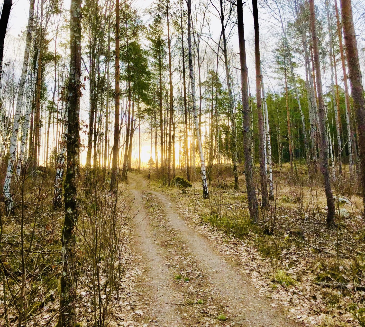 morgonpromenad i skogen