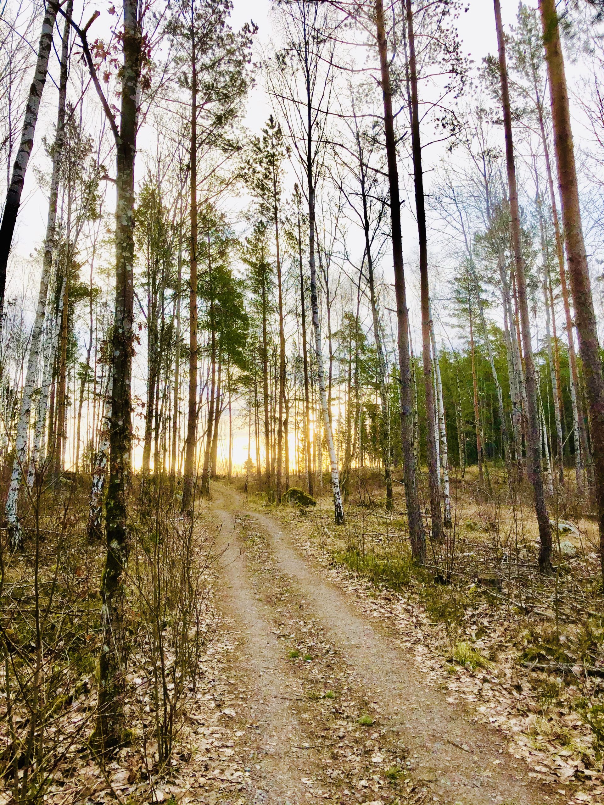 Stresshantering i kris - min medicin i form av löpning i skogen