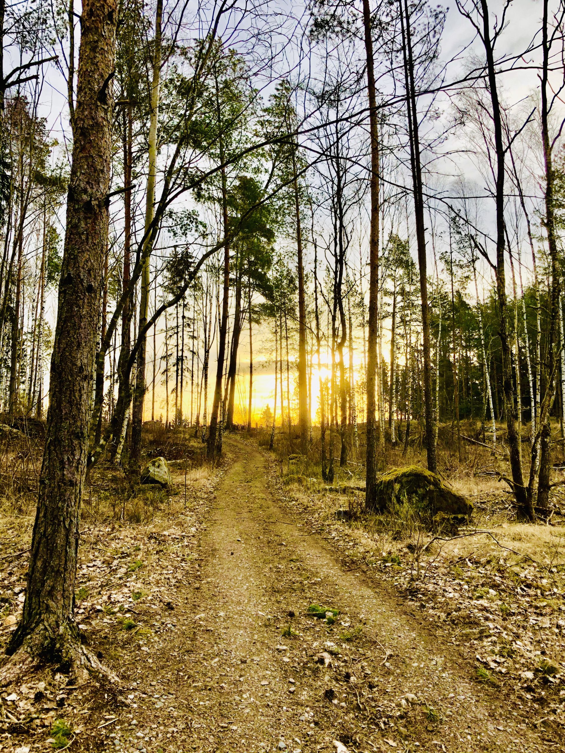 Morgonpromenad i skog