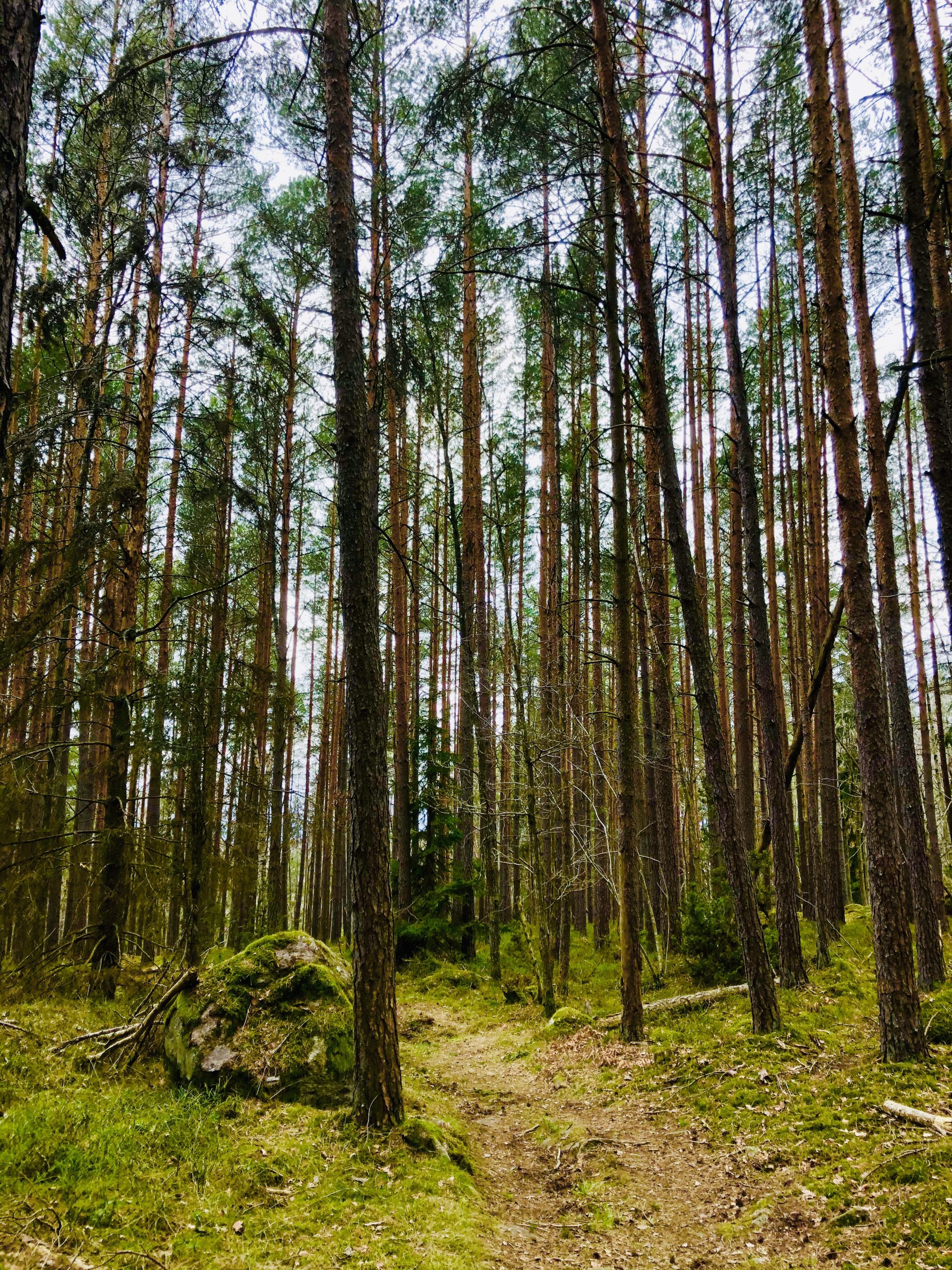 Promenad i skogen - utloggad för en helg