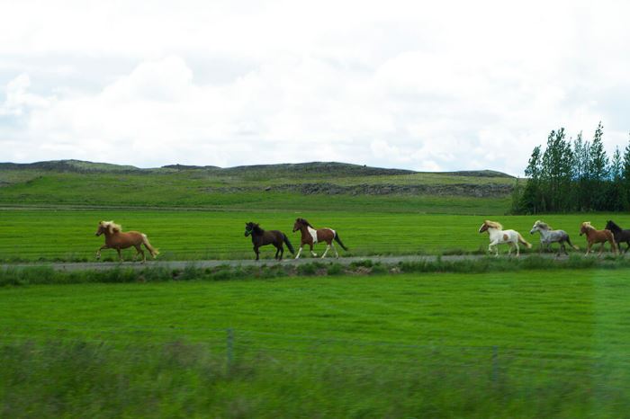 Islandshästar på Island