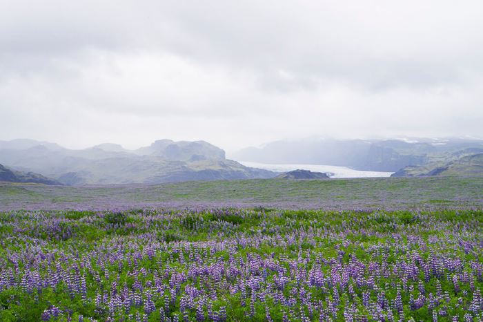 Lupiner på Island