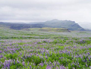 island-lupiner-2
