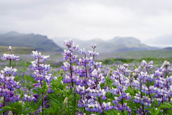 Lupiner på Island
