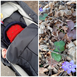 jordgubbe-och-blasippor-pa-promenaden - Promenad med jordgubbe och blåsippor