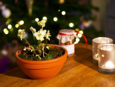 julros-julens-finaste-blomma-1