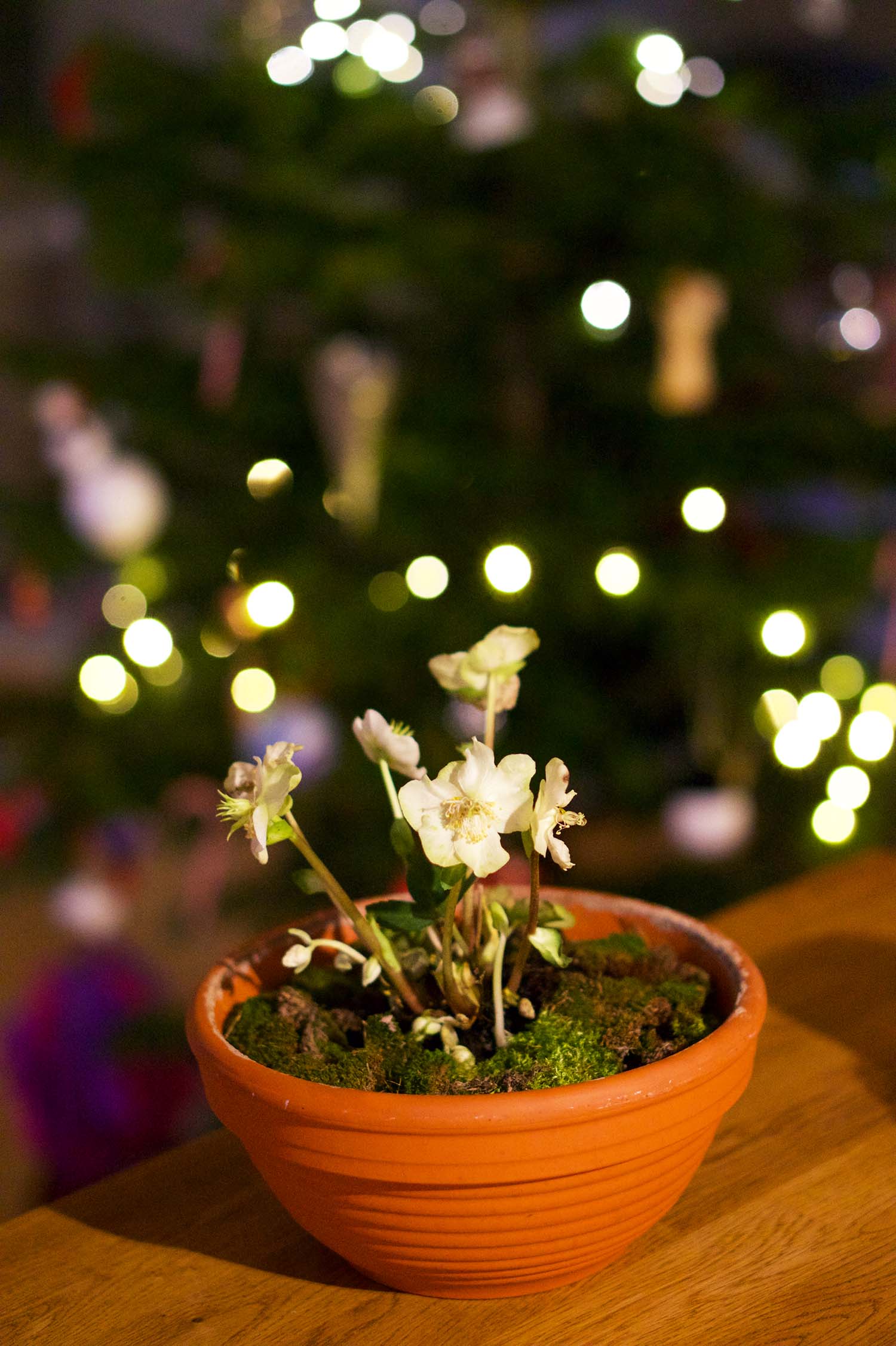 Julros - julens finaste blomma