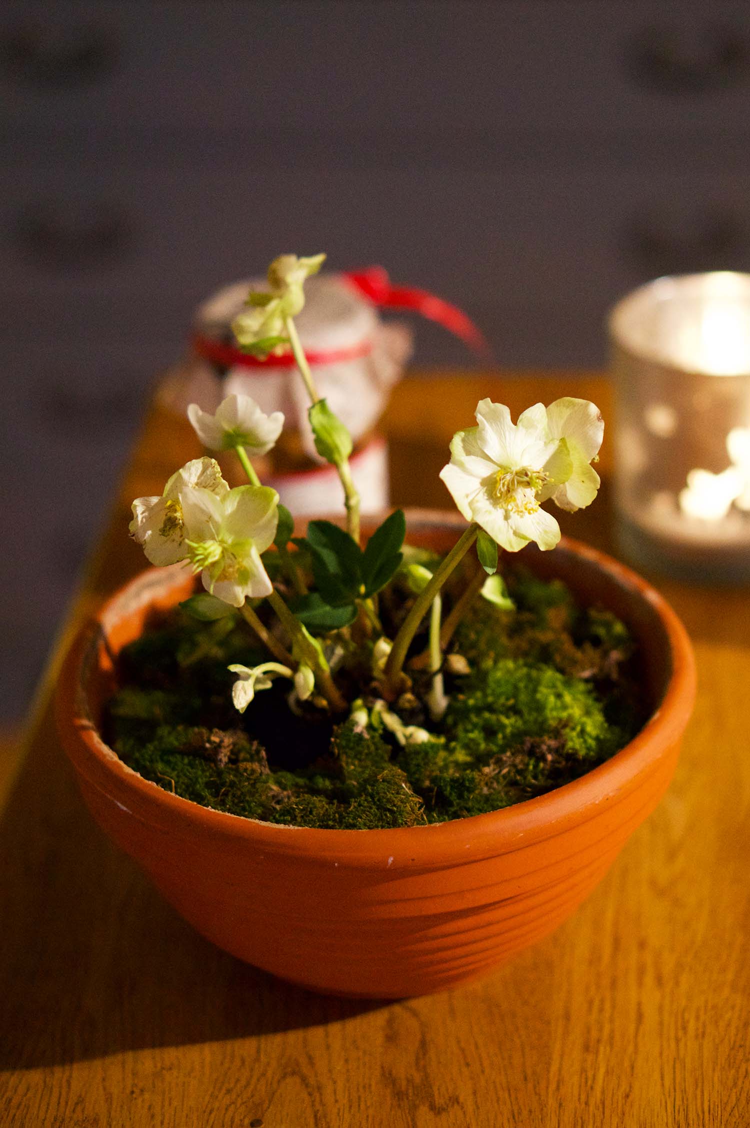 Julros - julens finaste blomma