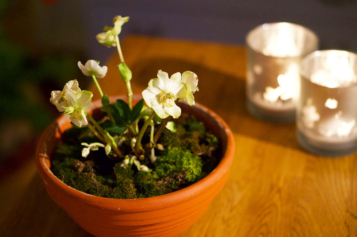 Julros - julens finaste blomma