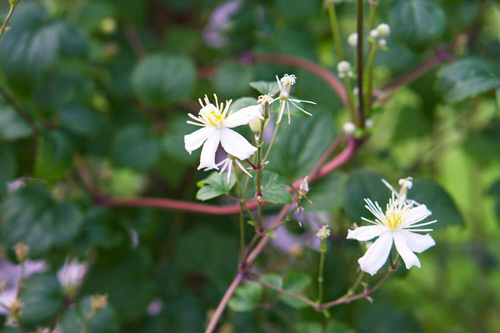 Karin Axelsson i trädgården