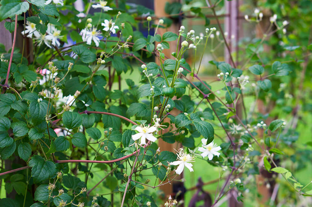 Karin Axelsson i trädgården