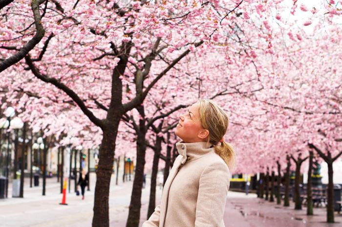 Karin under körsbarsträden i Kungsträdgården