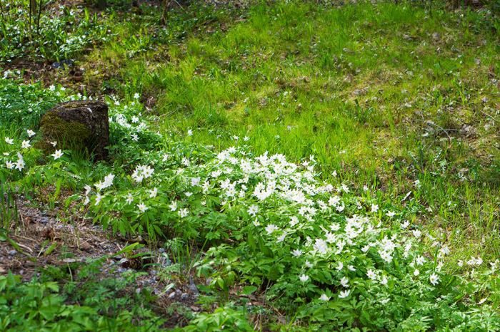 Kolmårdens djurpark