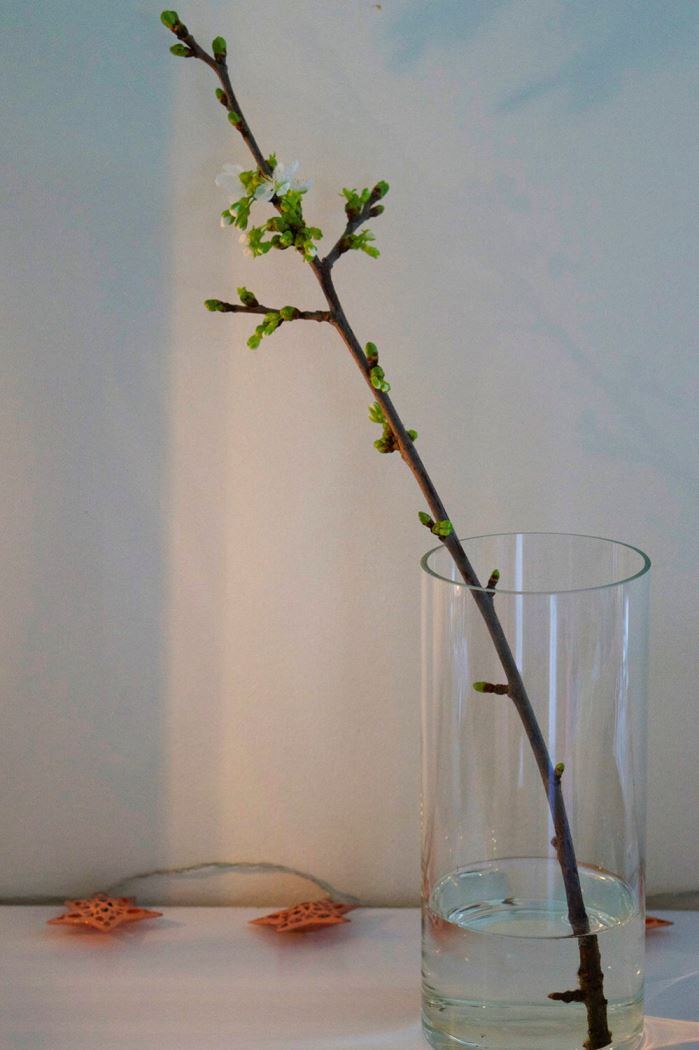 Gren av ett körsbärsträd