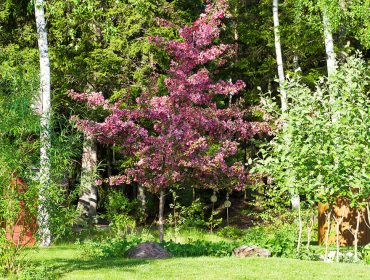korsbarstrad-i-tradgarden-1