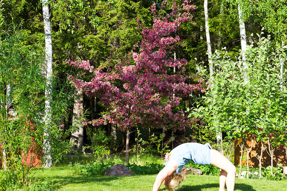 Japanskt körsbärsträd och yoga i trädgården